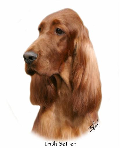 Irish Setter 9Y177D-97.jpg